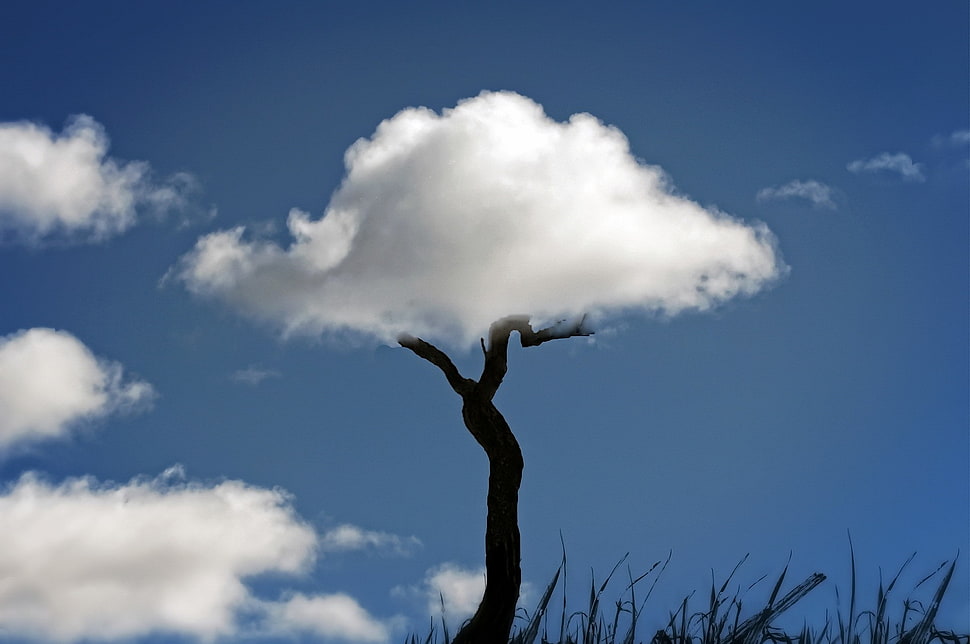 black and white tree wallpaper, optical illusion, clouds, sky, nature HD wallpaper