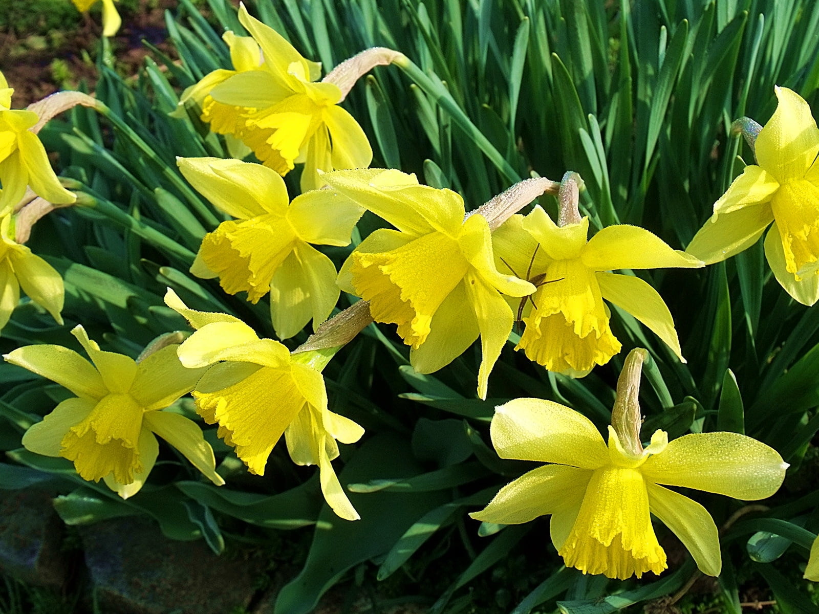 yellow leaf plant