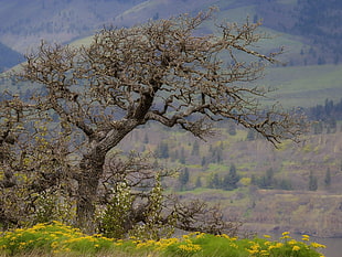 landscape photography of dried tree