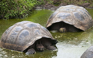 two brown-and-black turtles on body of water