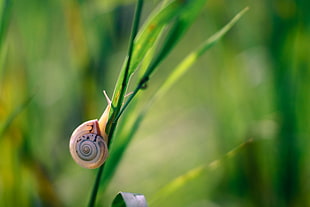 photography of brown snail