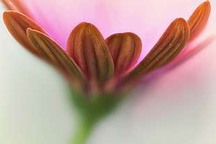 shallow focus photography of a pink Daisy