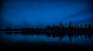 trees during night HD wallpaper