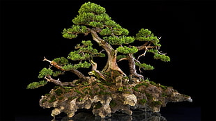 bonsai tree, bonsai