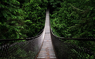 black and brown hanging bridge, bridge, fence, green, photography