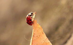 focus photography of a red ladybug perching on brown leaf