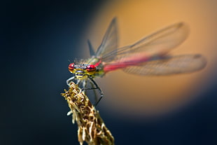 selective focus photography of Roseate Skimmer Dragonfly