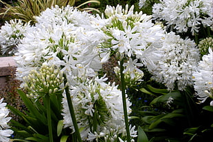 white dandelion flowers
