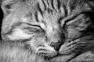 grey sleeping cat HD wallpaper