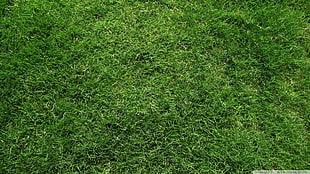 green sod lawn, plants, grass, watermarked HD wallpaper