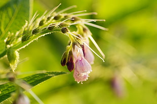 pink petaled flowers in bloom close-up photo, comfrey