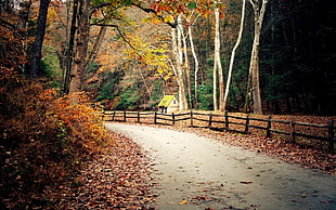 brown wooden fence, fall, road, forest, hut HD wallpaper