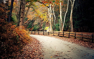 brown wooden fence, fall, road, forest, hut