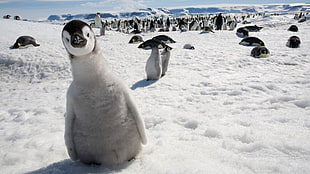 gray penguins, birds, emperor, penguins, snow