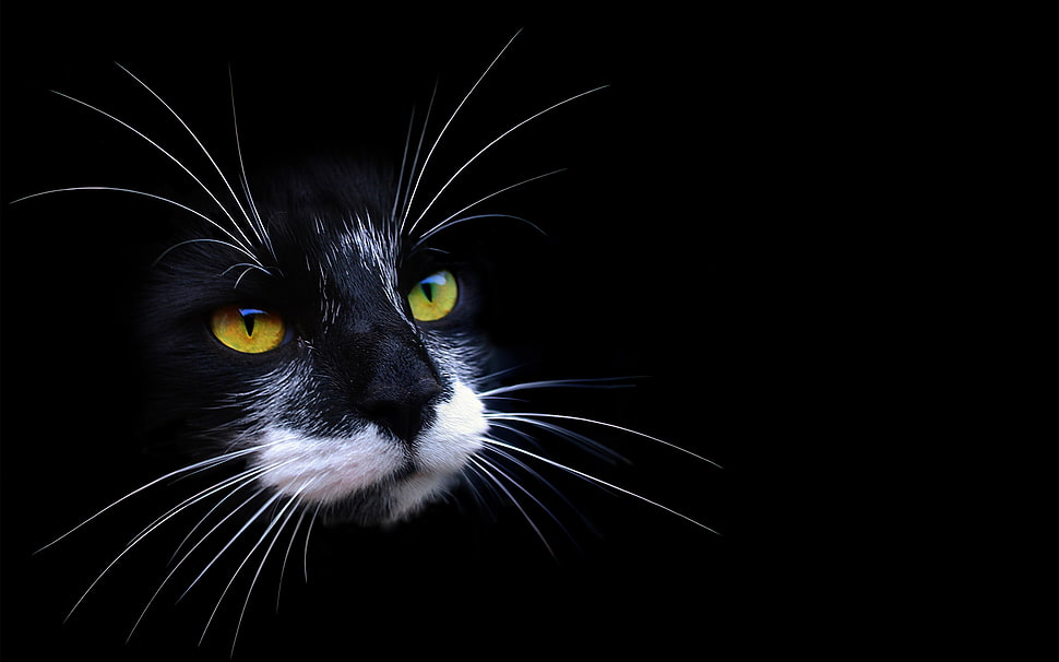 black and white panther HD wallpaper