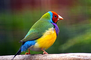 green, yellow, red and blue bird, gouldian finch