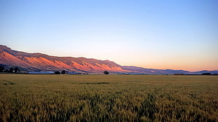green grass field, mountains, Oregon, wheat, field