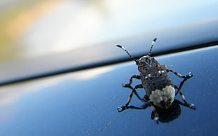 black and gray beetle on black surface in closeup photo