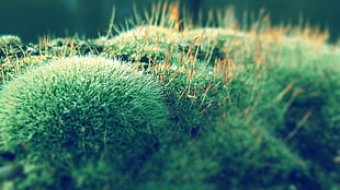 green bush HD wallpaper