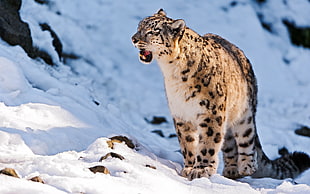 leopard roaring on snowy field