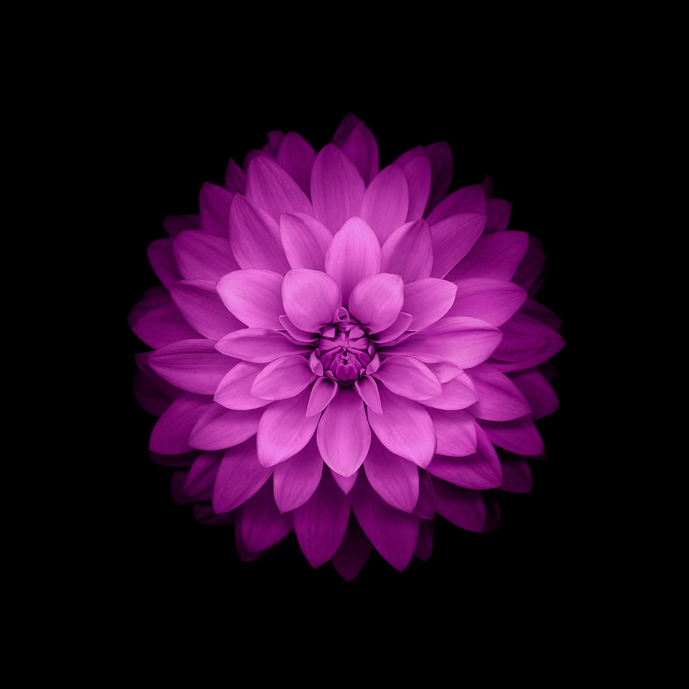 purple petaled flower in dark room HD wallpaper