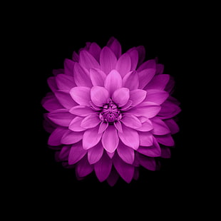 purple petaled flower in dark room