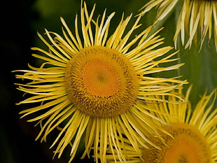 close-up photo of yellow aster flower