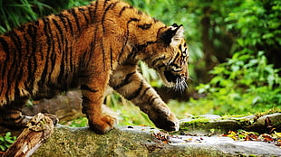 selective focus photography of tiger on gray pavement