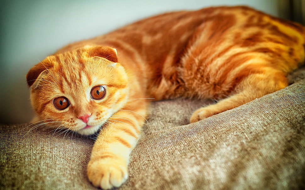 orange tabby kitten close-up photography HD wallpaper