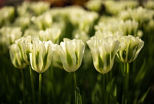 white petaled flower close-up photography, tulips HD wallpaper