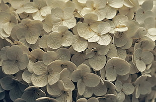 white petaled flowers HD wallpaper