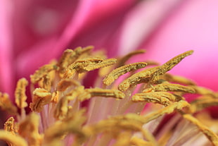 closeup photography of yellow bud