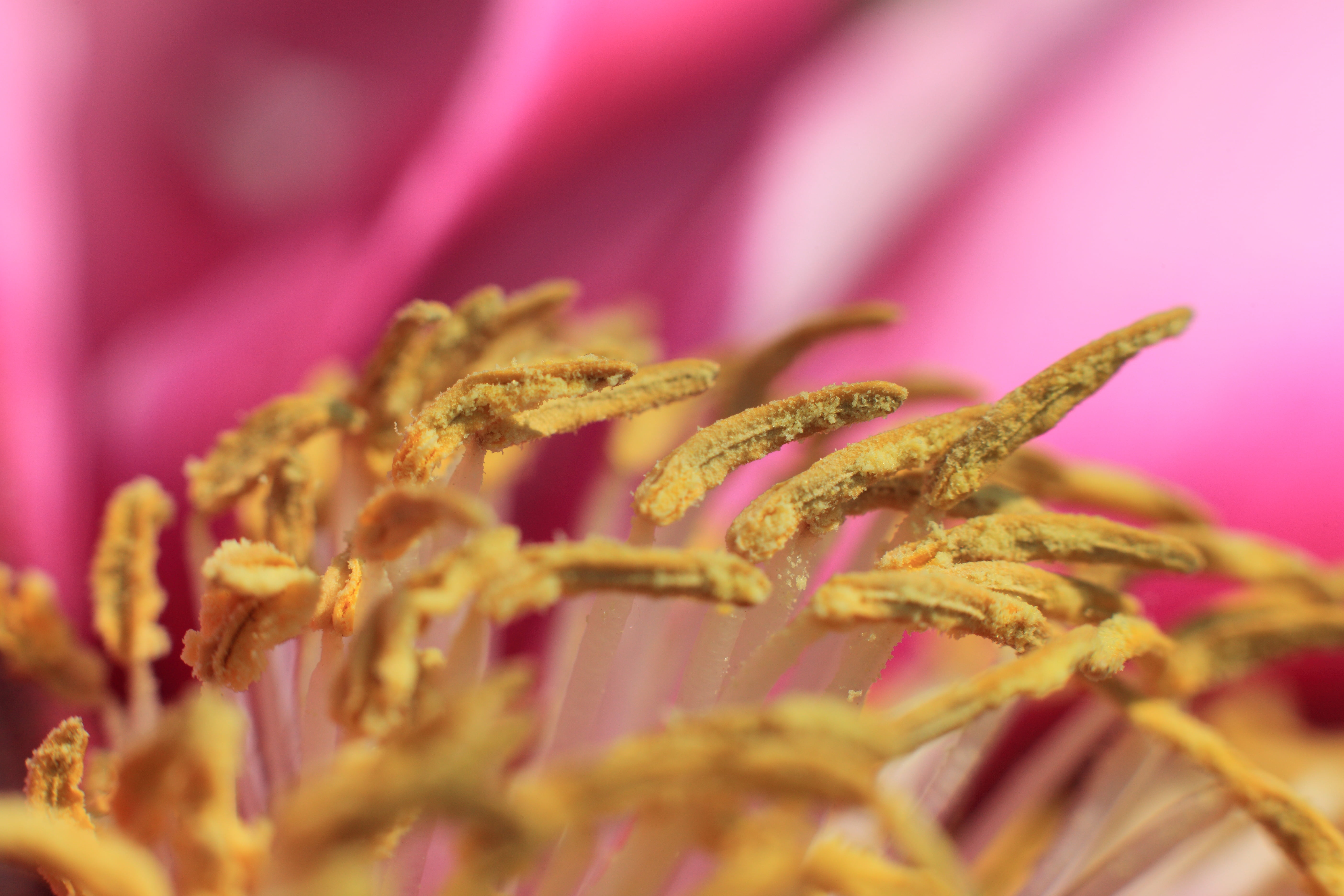 closeup photography of yellow bud
