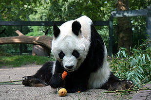 Panda eating fruit HD wallpaper