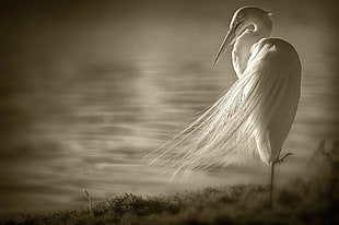 Great Egret silhouette photo HD wallpaper