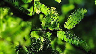 selective focus photo of green leaves