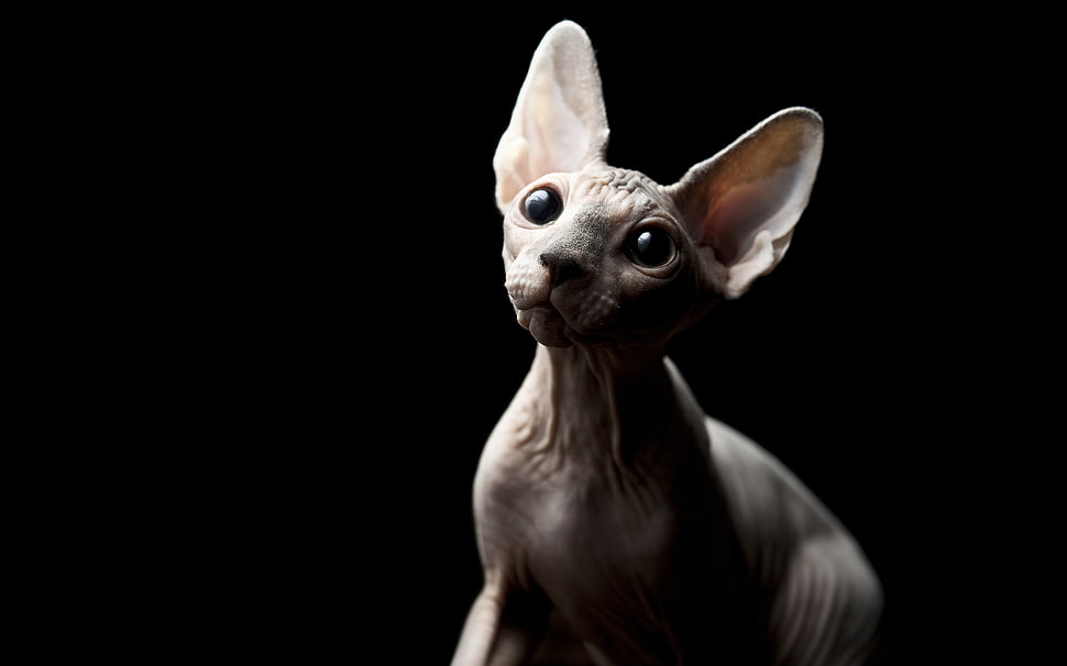 Sphynx cat HD wallpaper