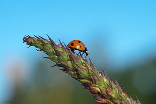 red and black ladybug on green plant, sur