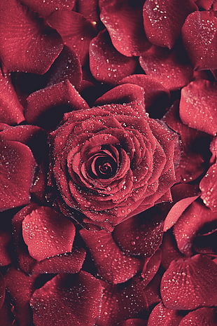 red rose, red flowers, water drops, portrait display, rose HD wallpaper