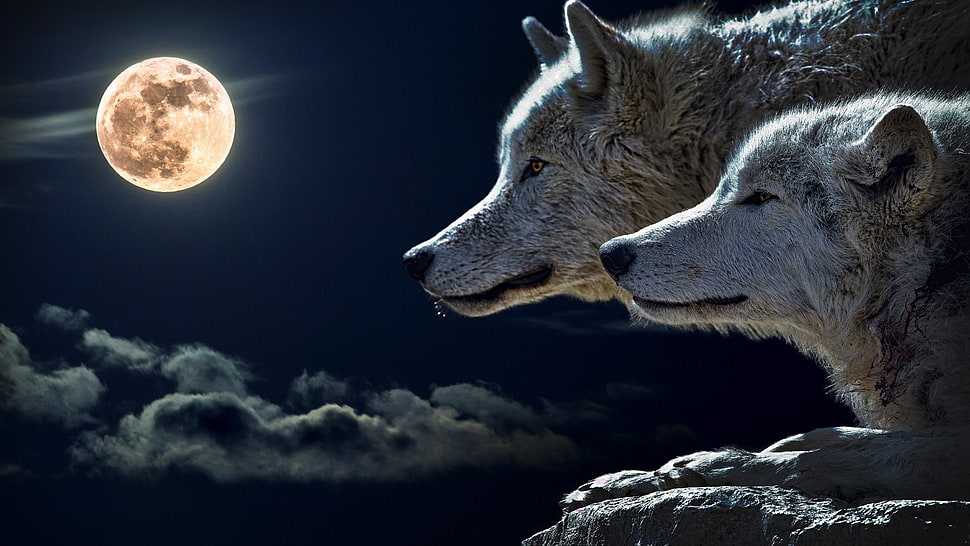 two white foxes, wolf, Moon HD wallpaper