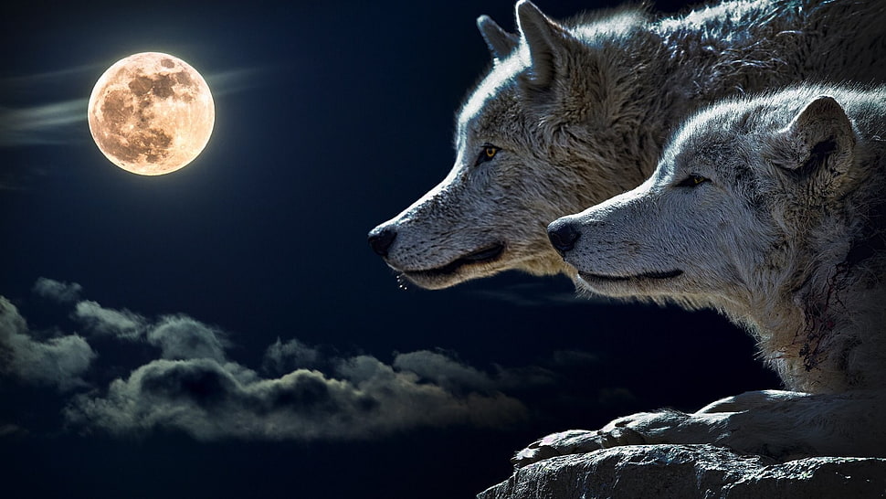 two white foxes, wolf, Moon HD wallpaper