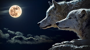 two white foxes, wolf, Moon
