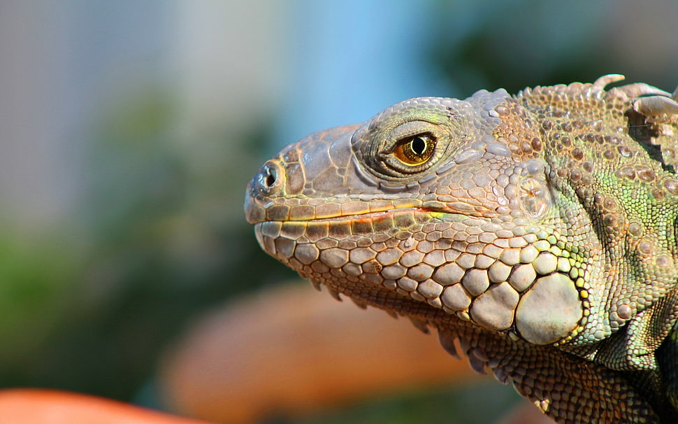 brown bearded dragon HD wallpaper