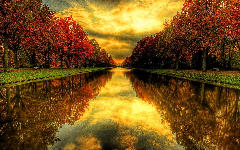 maple trees near river during sunset HD wallpaper