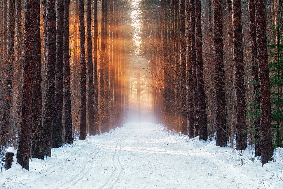 brown tree trunks, cold, winter, forest, snow HD wallpaper