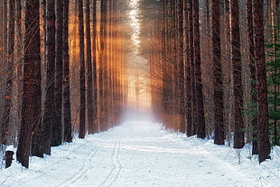 brown tree trunks, cold, winter, forest, snow
