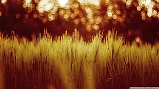 shallow focus photography of grass during sunset, nature, blurred, wheat, plants