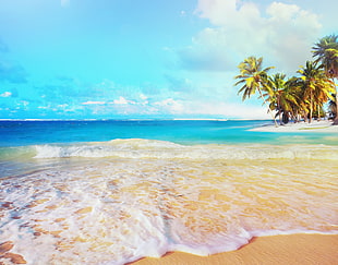 coconut palm trees, landscape, beach HD wallpaper