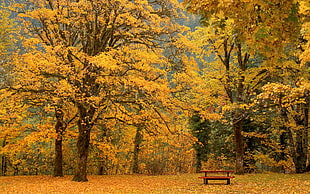 fall season panoramic view at park