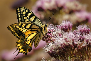 Eastern Tiger Swallowtail butterfly on purple flower HD wallpaper